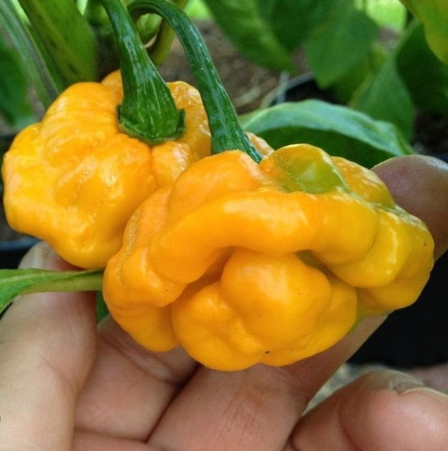 Scotch bonnet