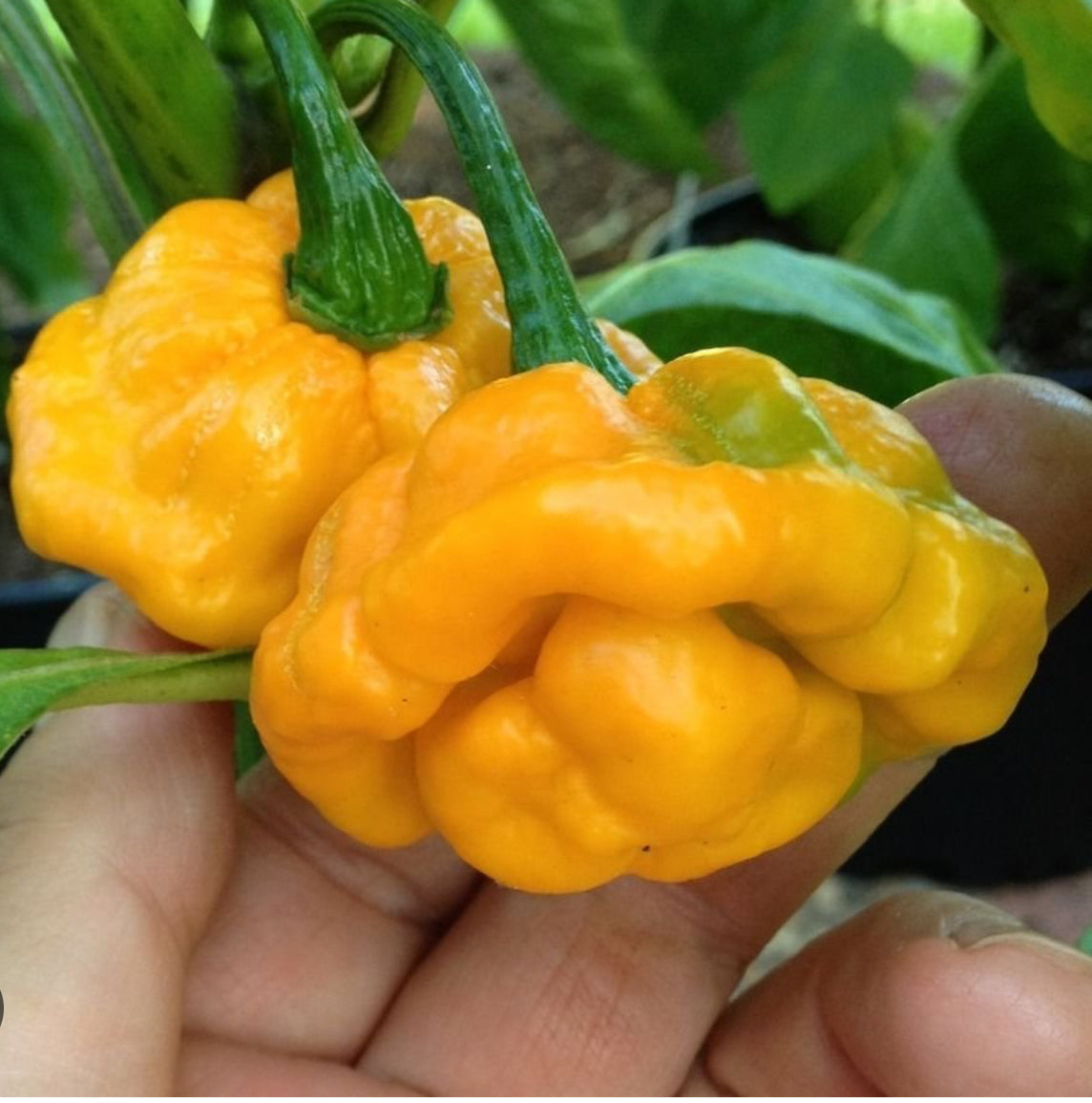 Jamaican Scotch Bonnet Pepper Flakes  192g