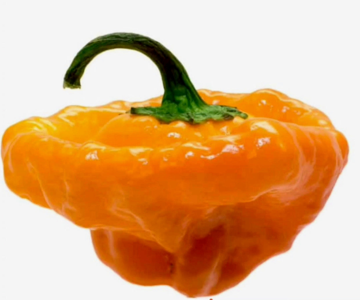 what is scotch bonnet 